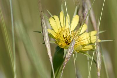 Meadow_Salsify_1.jpg
