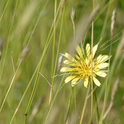 The Fauna and Flora of Utah