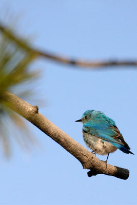 Bird_2.jpg