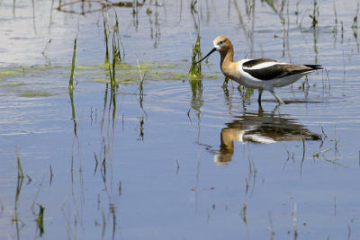 Bird_Reflection_1.jpg