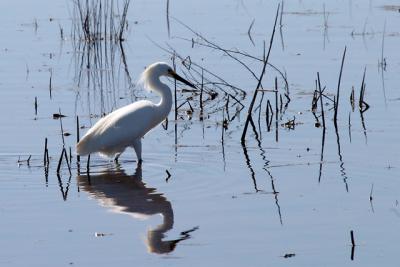 Egret_1.jpg