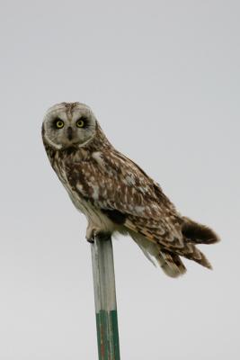 Owl_1.jpg