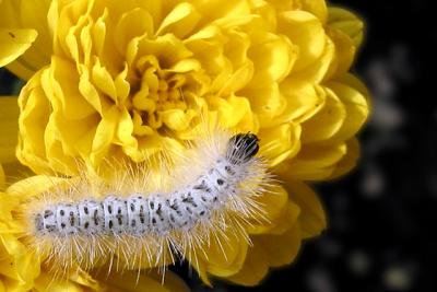 caterpillar.jpg
