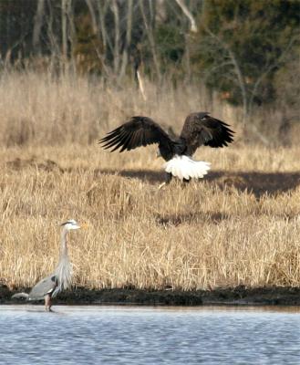 Eagle_Heron.jpg