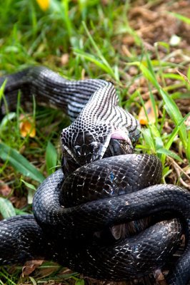 Snake3.jpg
