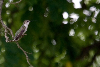 Small Birds