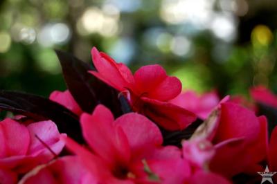 Yard Flowers 13
