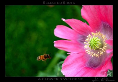 A Flower's Welcome