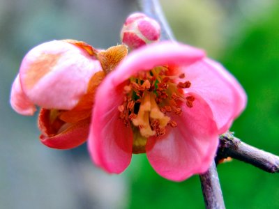 Chaenomeles japonica