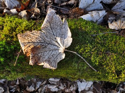 Dead leaf on moss