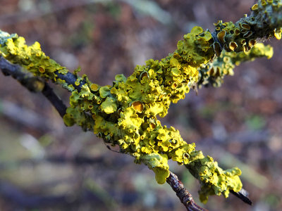 Another lichen