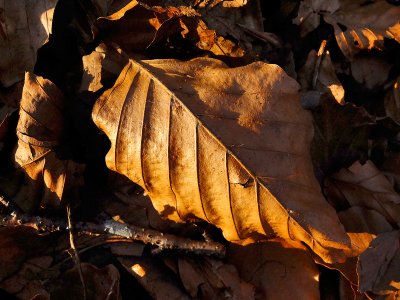 Forest floor