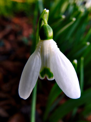 Snowdrop