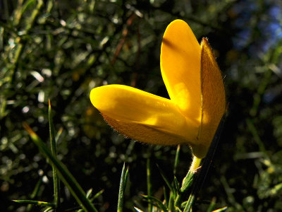 Gorse