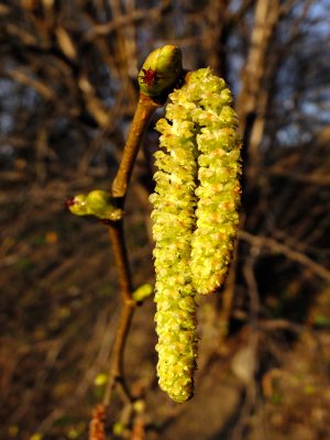 Hazel catkins