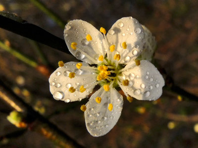 Hawthorn blossom