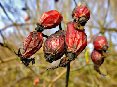 Dog rose hips