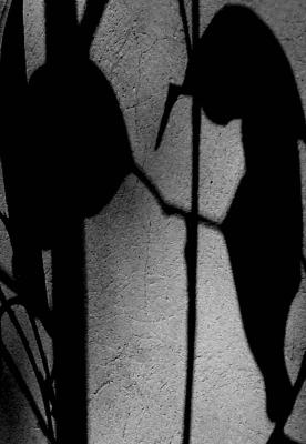 Shadows