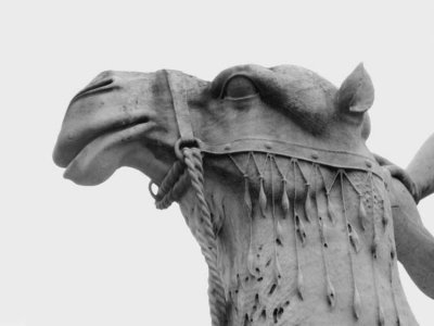 Camel