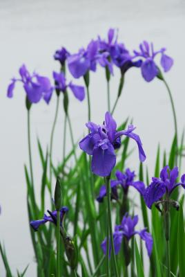 Irises at Kinkakuji