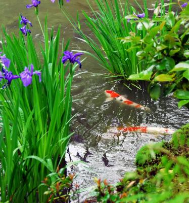 Kinkakuji Koi