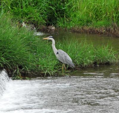 Heron in the Kamo River