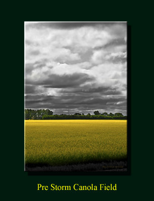 Canola Storm