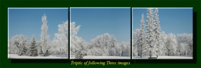 Hoar Frost TriPic