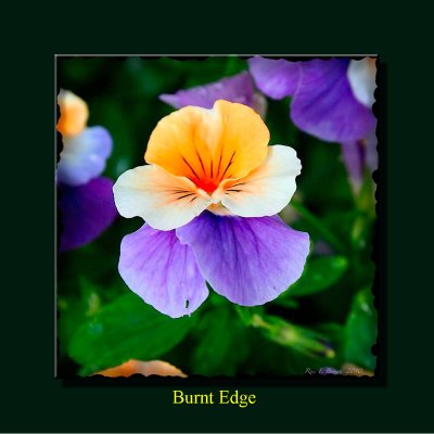 P293-burnt edge.jpg
