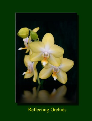 Orchid Reflection