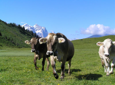 Fast cows...friendly cows?