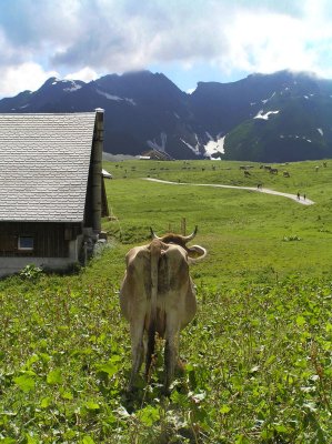 In Switzerland, even the cows enjoy the view