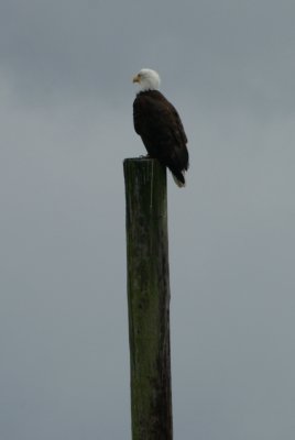 Wildlife