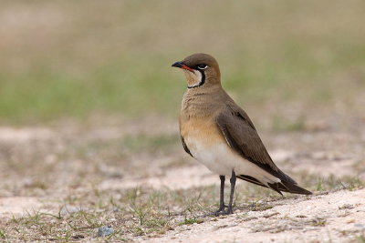Oriental Pratincole