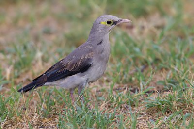 Wattled Starling