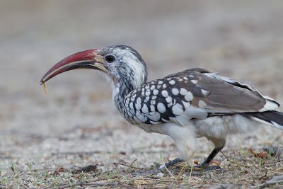 Southern Red-billed Hornbill