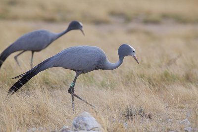 Blue Crane