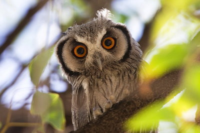 Southern White-faced Owl