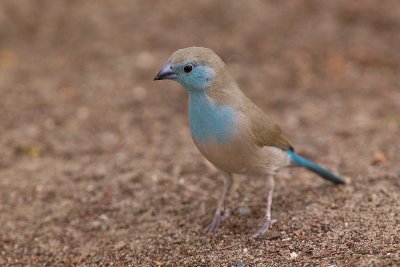 Blue Waxbill