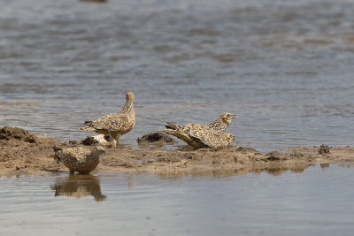 Burchell's Sandgrouse