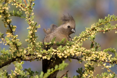 Grey-go-away Bird