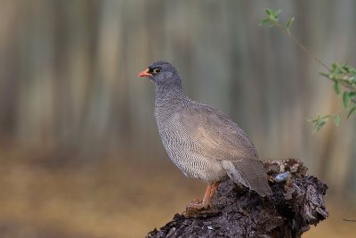 Red-billed Francolin