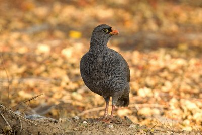 Red-billed Francolin