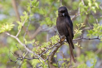 Fork-tailed Drongo