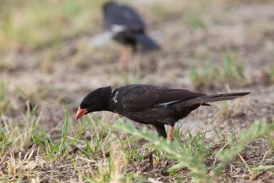 Red-billed Buffalo Weaver