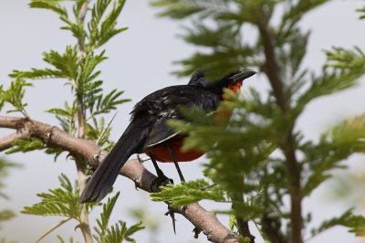 Crimson-breasted Shrike