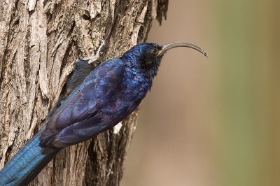 Common Scimitarbill