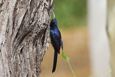 Common Scimitarbill