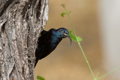 Common Scimitarbill