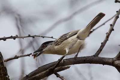 Black-backed Puffback